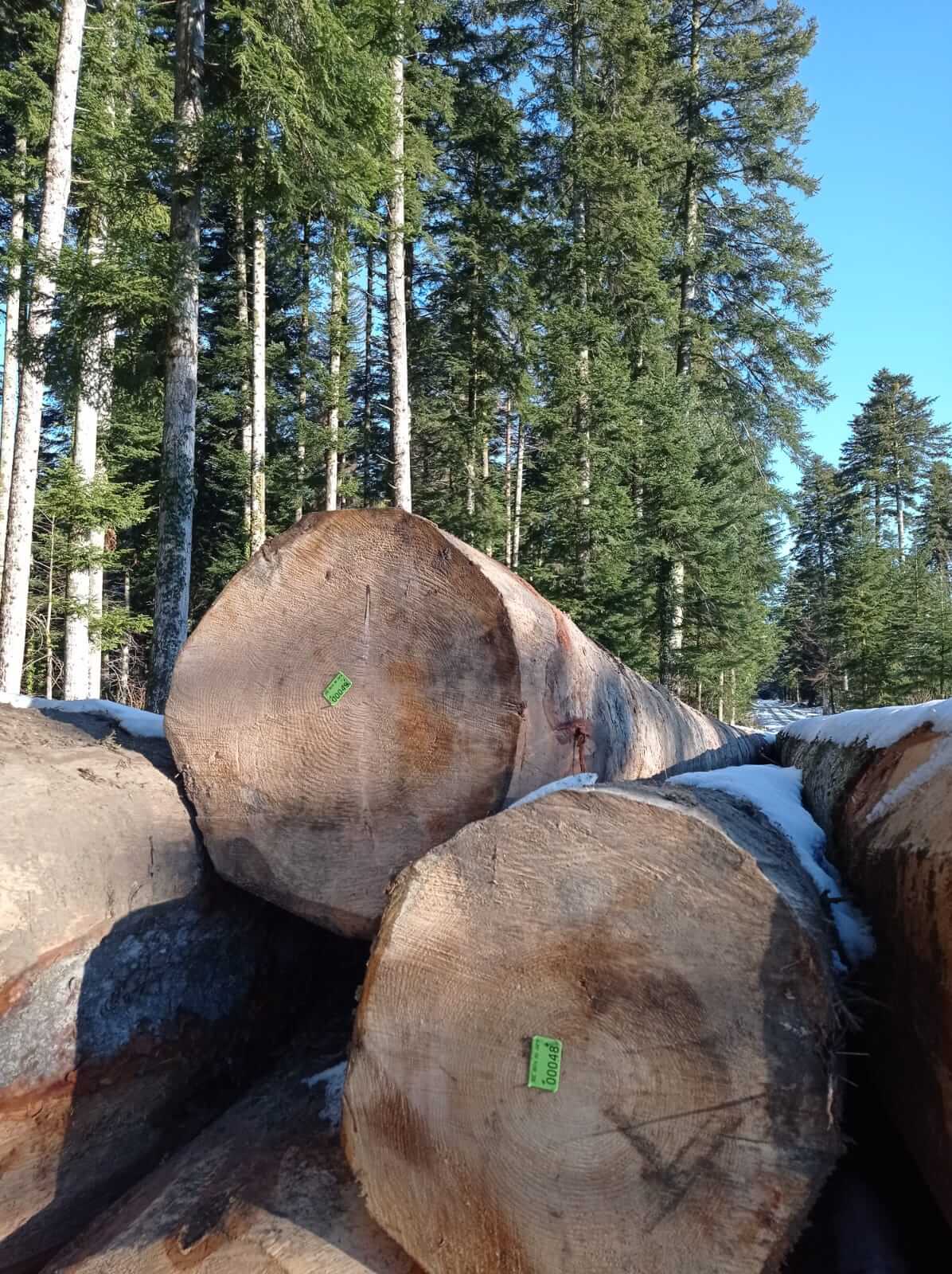 AOC Bois du Jura plaquettes forestières sur des grumes pour la traçabilité de la parcelle forestière à la scierie